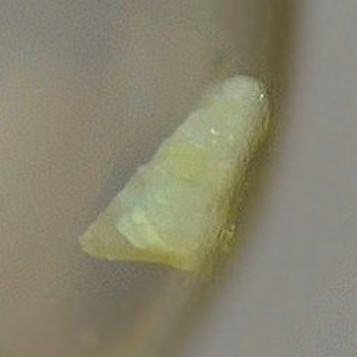 chegemite