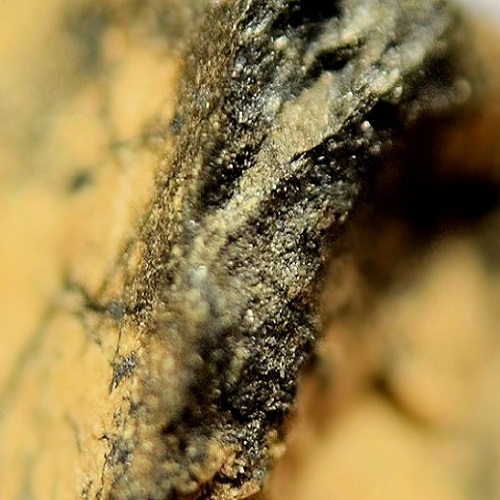 coombsite