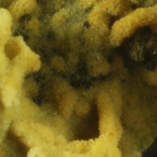 montmorillonite