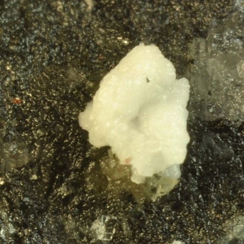 naujakasite