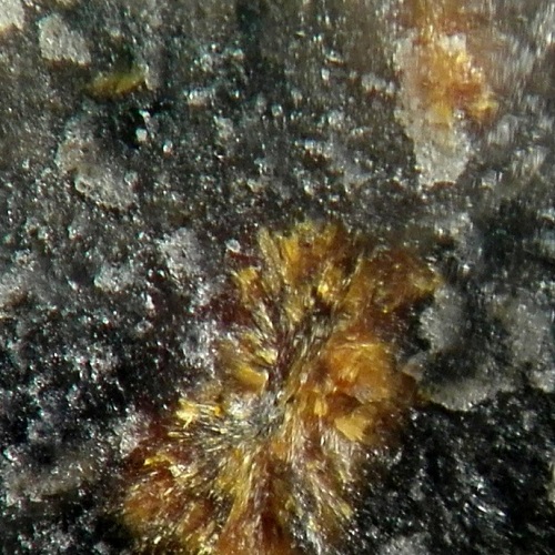 scheuchzerite